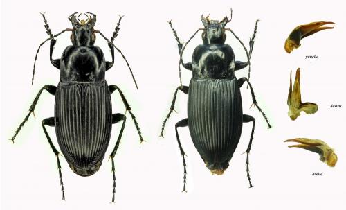 Réf. 252 238 : Calathus luctuosus